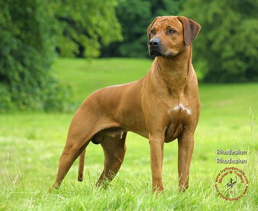 Tibetan Mastiff, one of the most alpha dogs (pics) - Bodybuilding.com